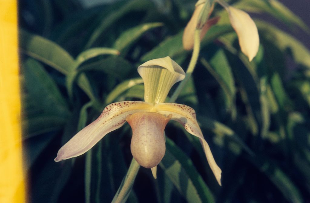 Paphiopedilum appletonianum album, May 1972, roll 197205 slide 3.  Species described in 1896.
