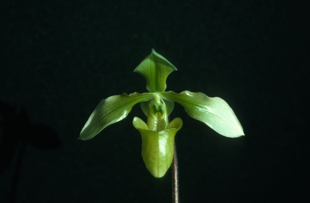 Paphiopedilum appletonianum album, September 1975, roll 197509P7 slide 13.  Species described in 1896.
