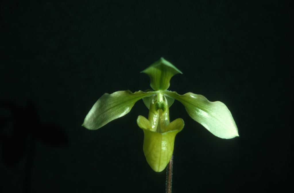 Paphiopedilum appletonianum album, September 1975, roll 197509P7 slide 14.  Species described in 1896.