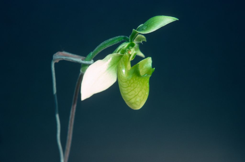 Paphiopedilum appletonianum album x self, January 1977, roll 197701H10 slide 11.    Species described in 1896.