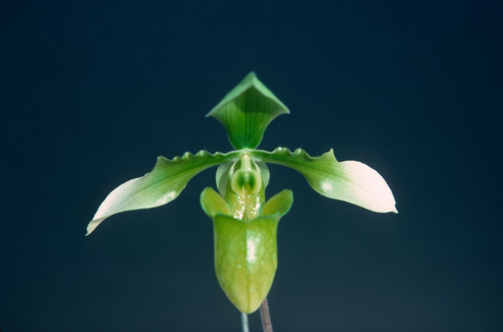 Paphiopedilum appletonianum album x self, January 1977, roll 197701H10 slide 12.    Species described in 1896.