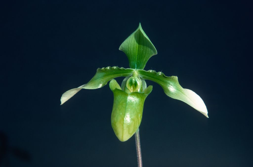 Paphiopedilum appletonianum album x self, January 1977, roll 197701H10 slide 14.    Species described in 1896.
