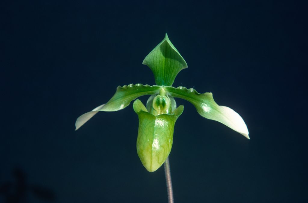 Paphiopedilum appletonianum album x self, January 1977, roll 197701H10 slide 15.    Species described in 1896.