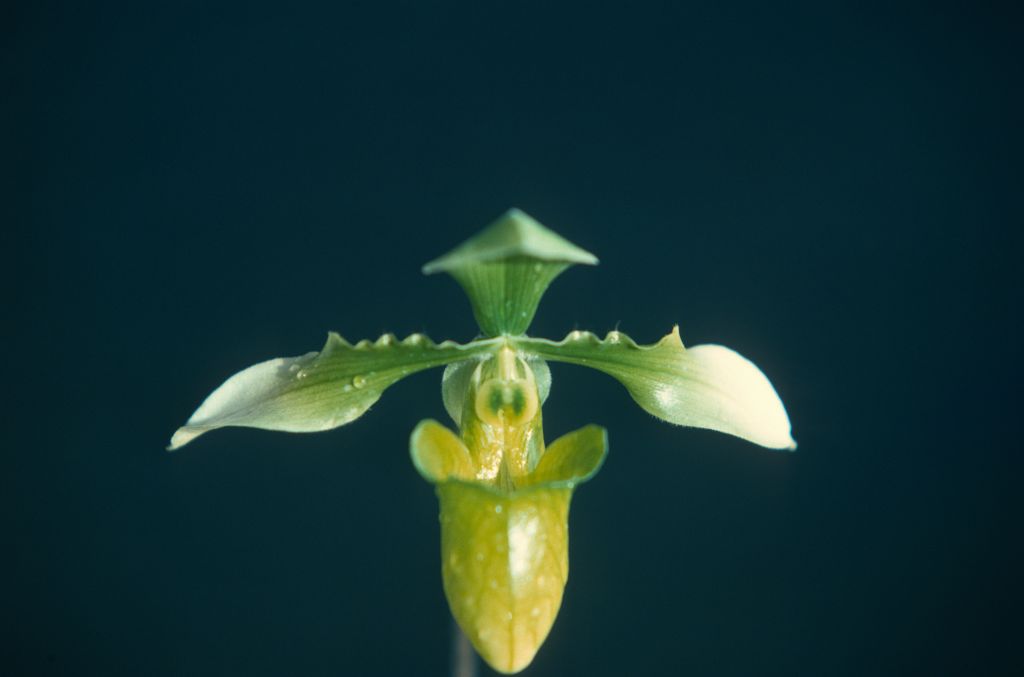 Paphiopedilum appletonianum album x self, January 1977, roll 197701H9 slide 1.  Species described in 1896.