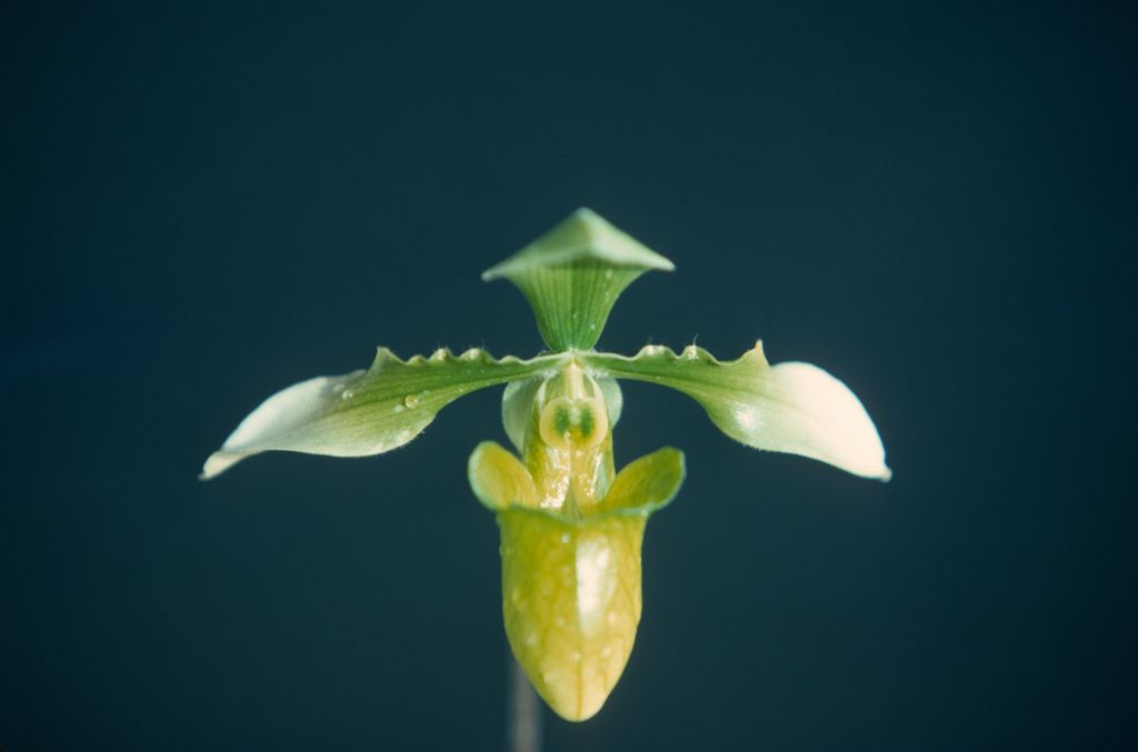 Paphiopedilum appletonianum album x self, January 1977, roll 197701H9 slide 2.  Species described in 1896.