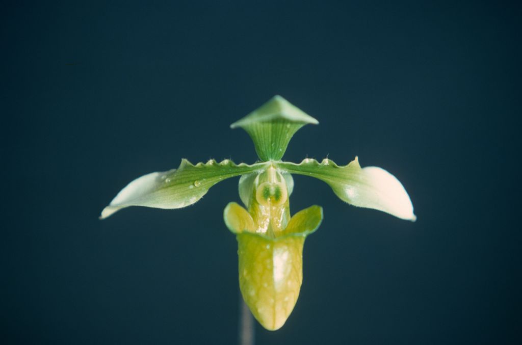 Paphiopedilum appletonianum album x self, January 1977, roll 197701H9 slide 3.    Species described in 1896.