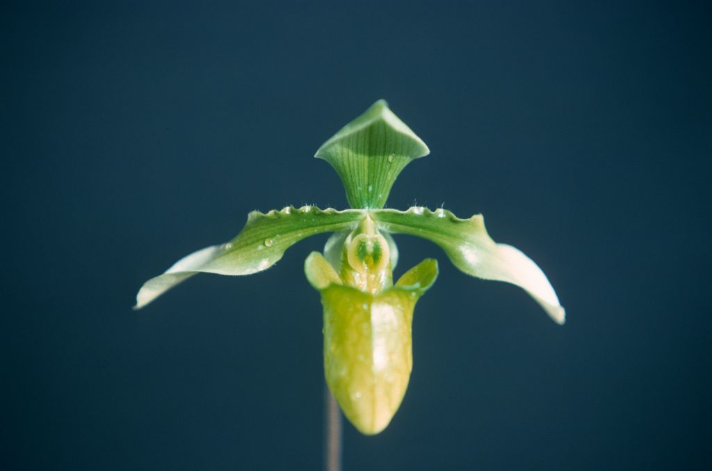 Paphiopedilum appletonianum album x self, January 1977, roll 197701H9 slide 4.    Species described in 1896.