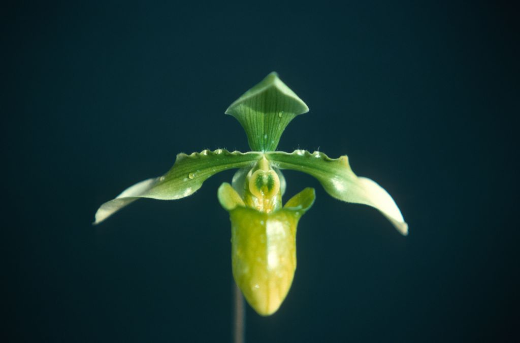 Paphiopedilum appletonianum album x self, January 1977, roll 197701H9 slide 5.    Species described in 1896.