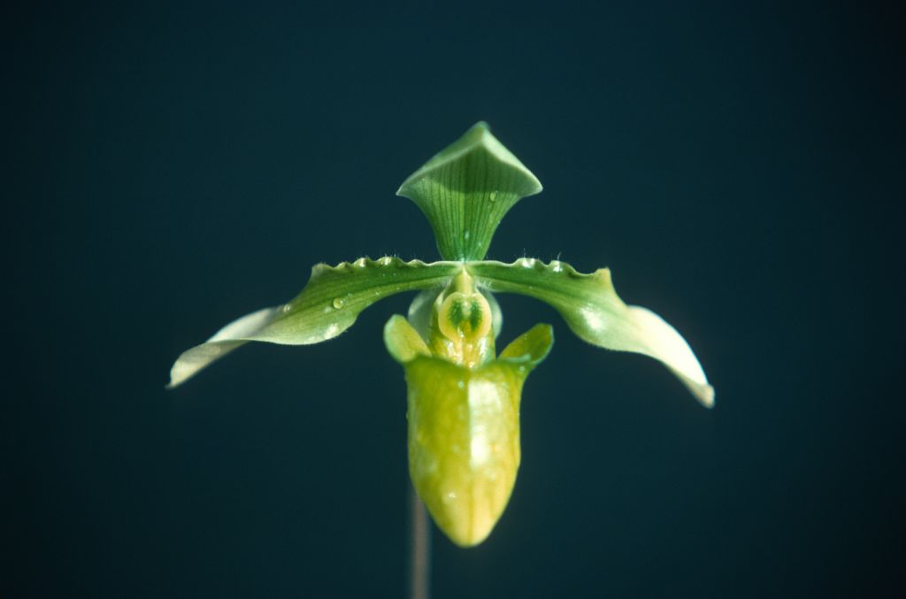 Paphiopedilum appletonianum album x self, January 1977, roll 197701H9 slide 6.    Species described in 1896.