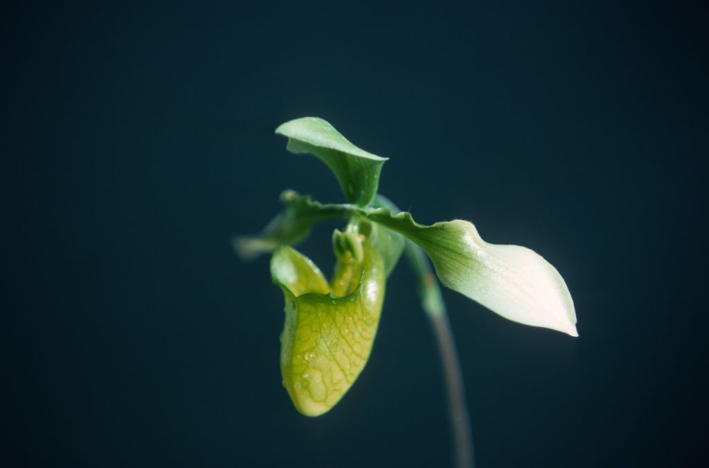Paphiopedilum appletonianum album x self, January 1977, roll 197701H9 slide 7.    Species described in 1896.