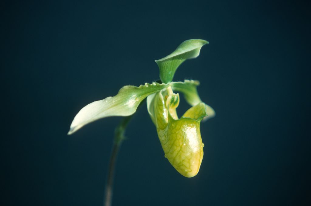 Paphiopedilum appletonianum album x self, January 1977, rolll 197701H9 slide 8.    Species described in 1896.