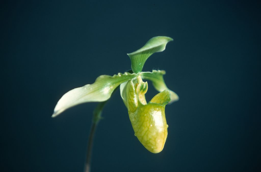 Paphiopedilum appletonianum album x self, January 1977, roll 197701H9 slide 9.    Species described in 1896.