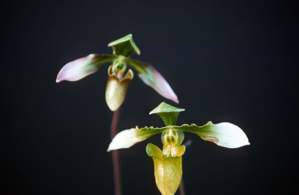 Paphiopedilum appletonianum forma tipica and album, February 1977, roll 197702H3 slide 3.    Species described in 1896.