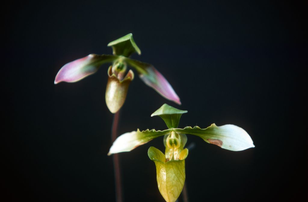 Paphiopedilum appletonianum forma tipica and album, February 1977, roll 197702H3 slide 4.    Species described in 1896.