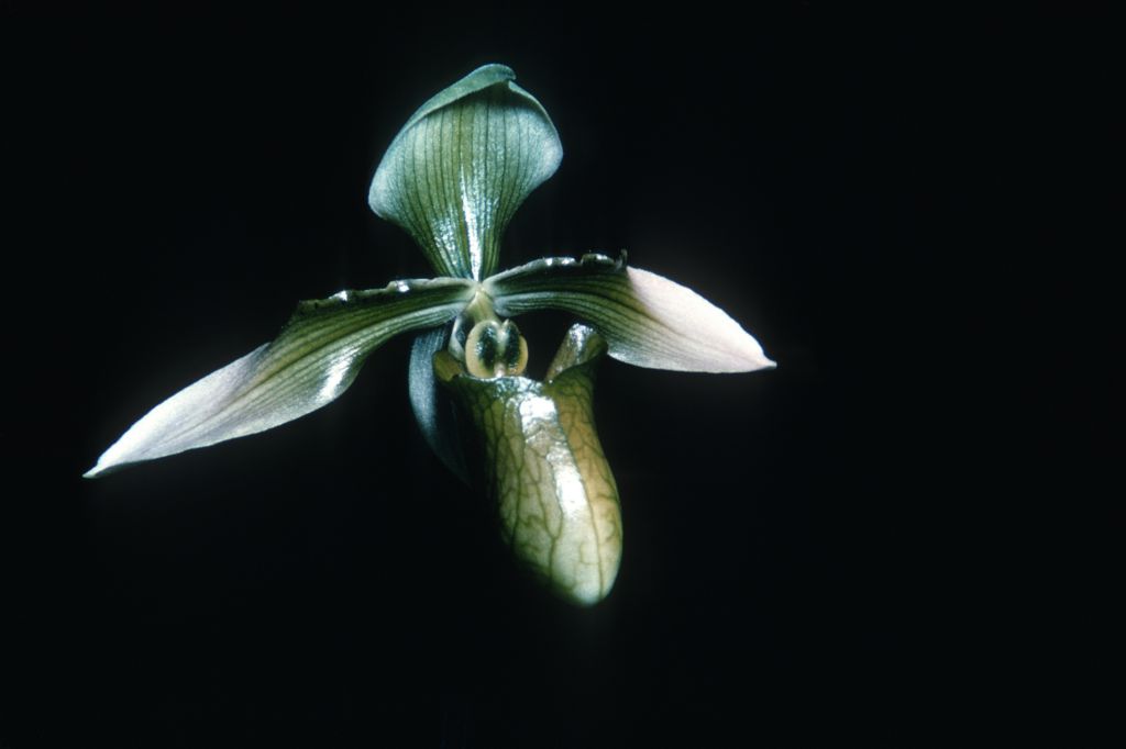 Paphiopedilum appletonianum album I70U1, copy of [Dr. Jack] Fowlie's slide, made February 1977, roll 197702P15.    Species described in 1896.