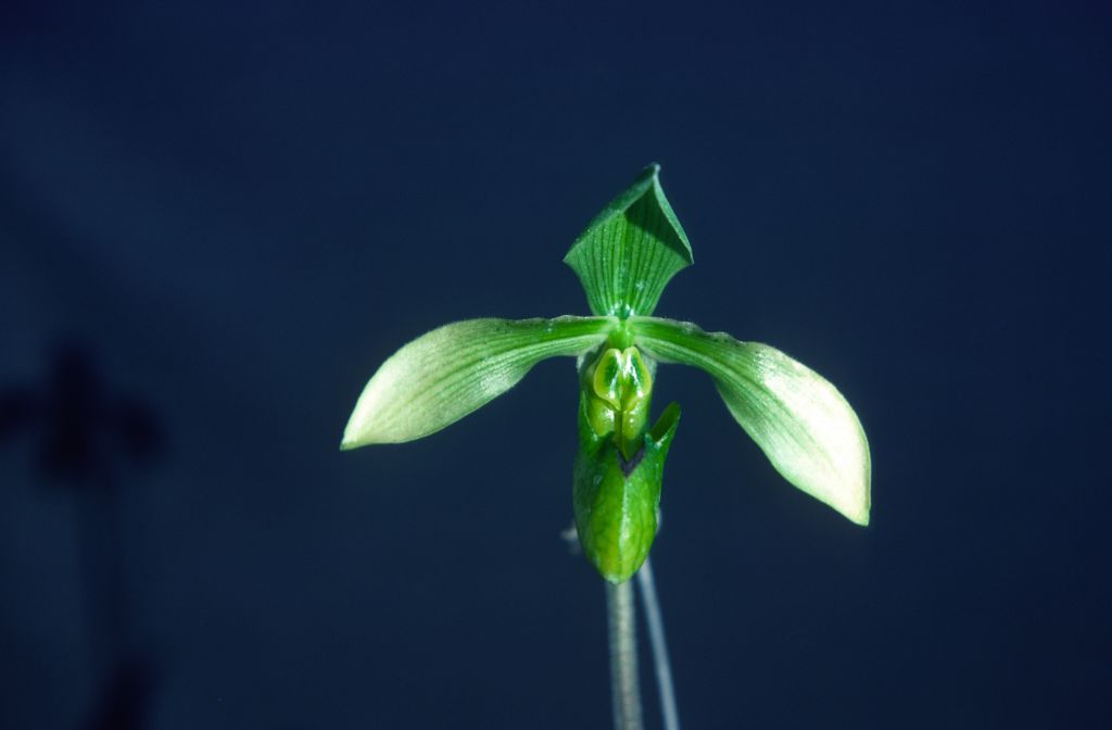Paphiopedilum appletonianum album x self, December 1978, roll 197812H9 slide 4.    Species described in 1896.