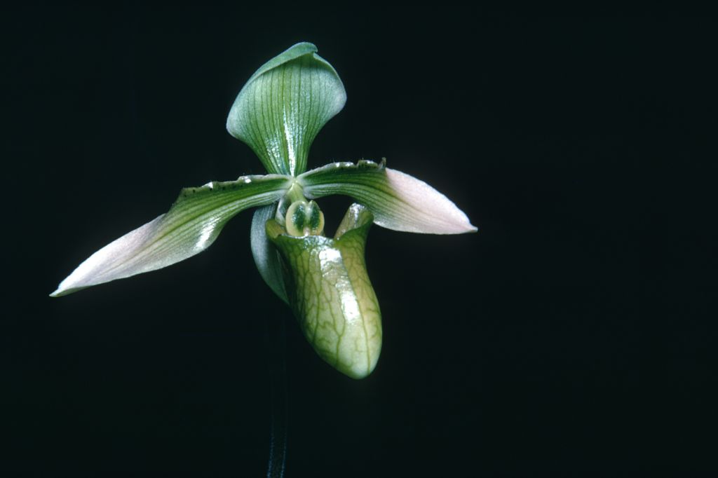 Paphiopedilum appletonianum album I70U1, copy of [Dr. Jack] Fowlie's slide,no date on slide.    Species described in 1896.