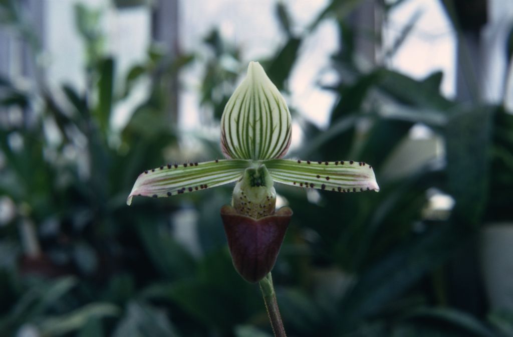Paphiopedilum Argus "(ours)", July 1967, roll 196707H3 slide 16.  Species described in 1892.