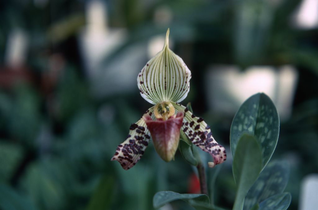Paphiopedilum Argus 'Freckles', September 1967, roll 196709H7 slide 16.  Species described in 1892.