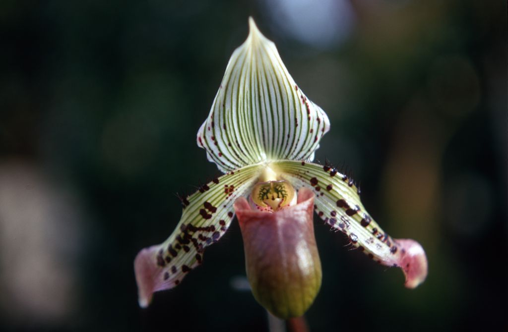 Paphiopedilum Argus 'Rands', February 1970, roll 197002H5red slide 4.  Species described in 1892.