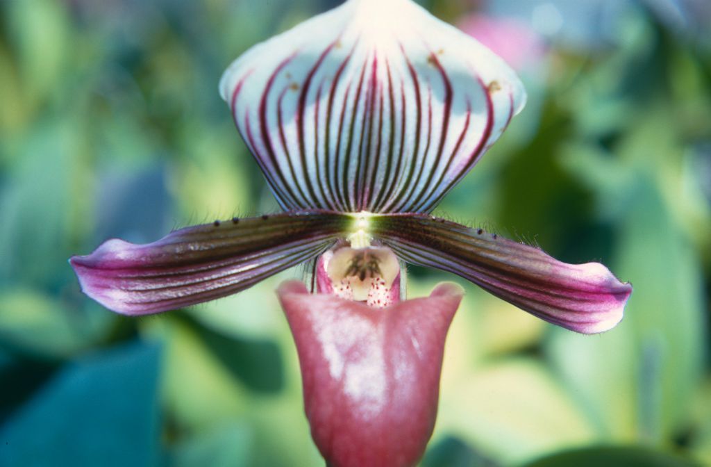 Paphiopedilum barbatum 'Majus', July 1967, roll 196707H3 slide 11.  Species described in 1888.