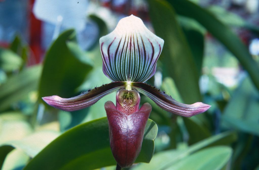 Paphiopedilum barbatum '#1', July 1967, roll 196707H3 slide 12.  Species described in 1888.