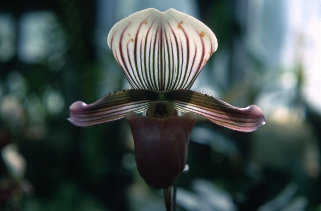 Paphiopedilum barbatum, July 1967, roll 196707H7 slide 3.  Species described in 1888.