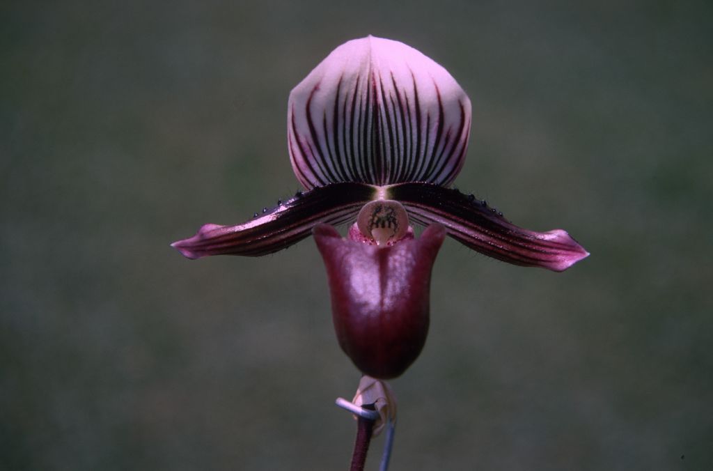 Paphiopedilum barbatum nigrum, Rands, July 1970, roll 197007H2 slide 9.  Species described in 1888.
