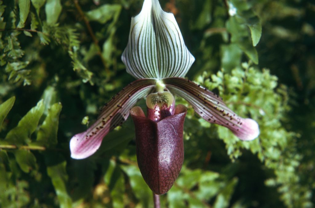 Paphiopedilum barbatum 'Illustre', September 1974, roll 197409H3 slide 13.  Species described in 1888.