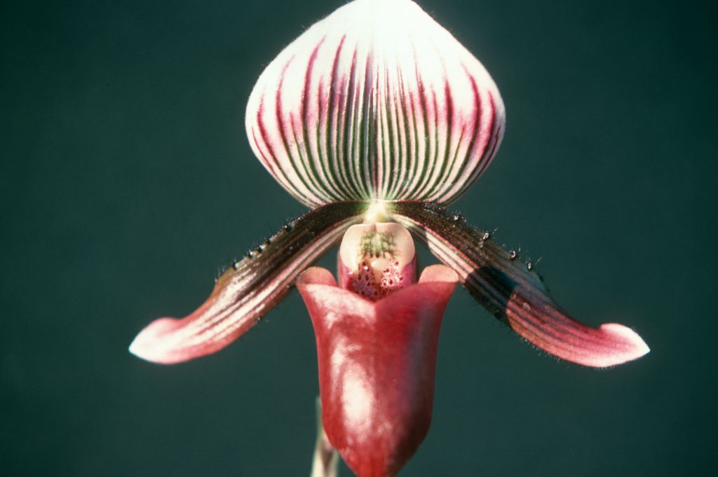 Paphiopedilum barbatum 'Kong's', April 1975, roll 197504H7 slide 11.  Species described in 1888.