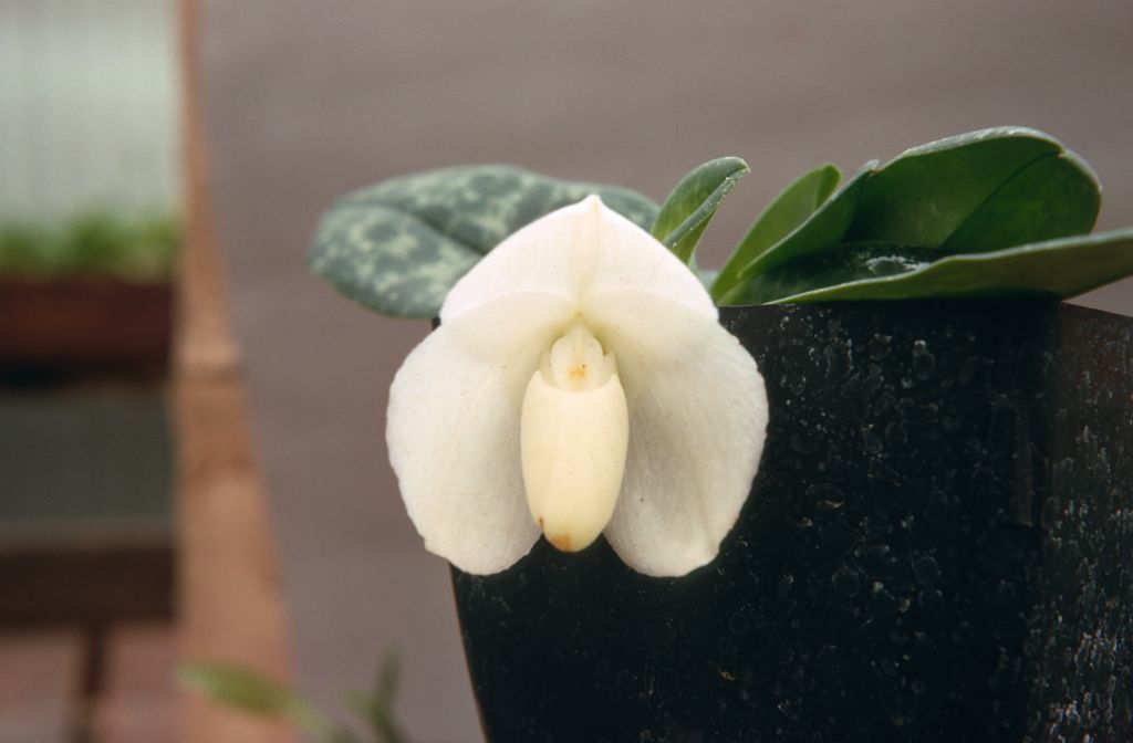 Paphiopedilum bellatulum album, Norris Powell's, July 1967, roll 196707H3 slide 4.  Species described in 1892.