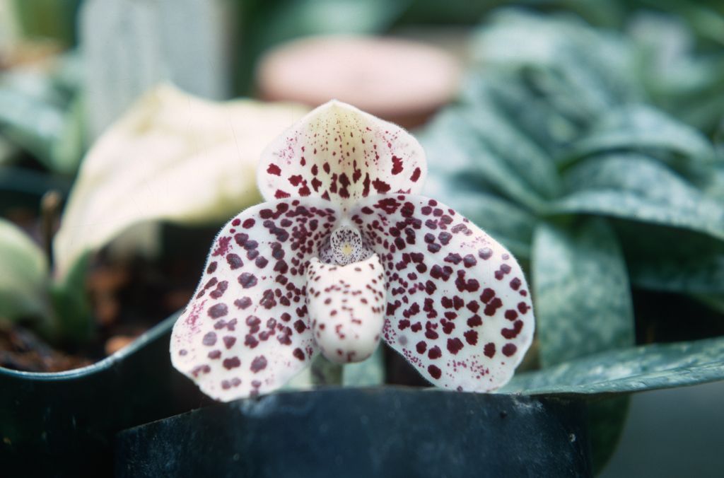 Paphiopedilum Bellatulum 'Imp', July 1967, roll 196707H7 slide 20.  Species described in 1892.