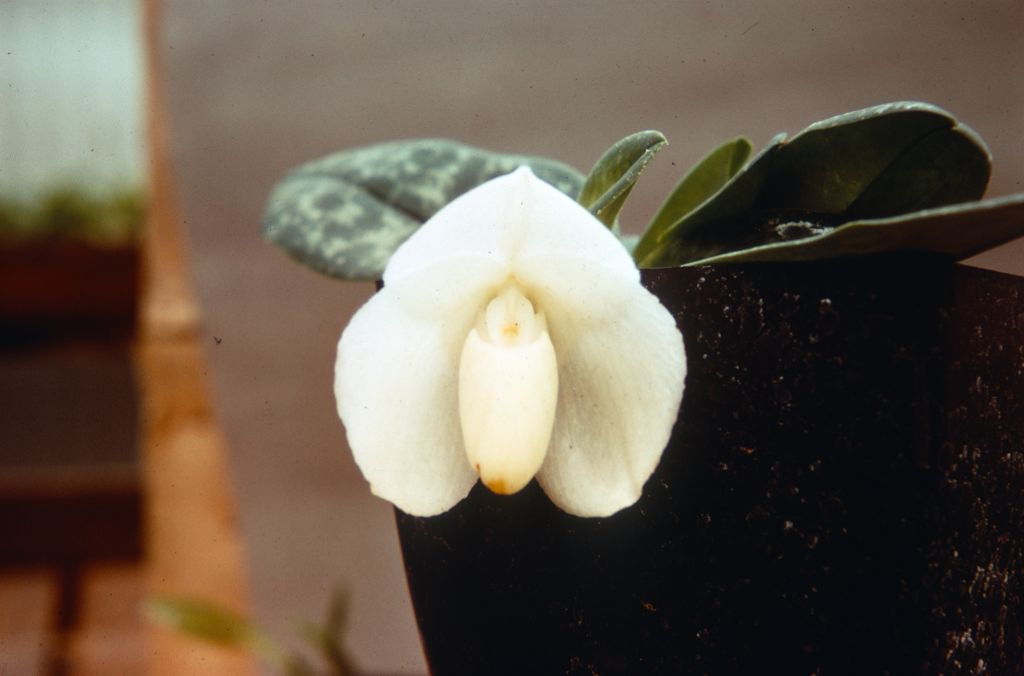 Paphiopedilum bellatulum album AM (the award, if it is one, has not been identified), Duplicate Slide 42, made January 1971, roll 197101H8.  Species described in 1892.