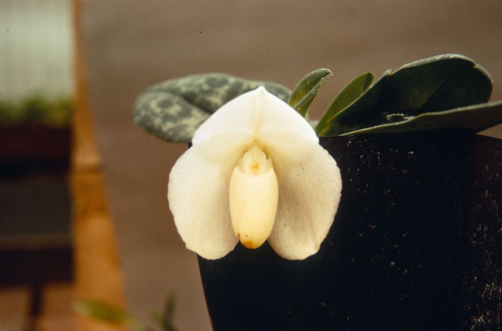Paphiopedilum bellatulum album, Duplicate Slide 6, made April 1972, roll 197204P15.  Species described in 1892.