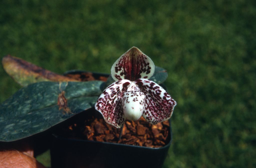 Paphiopedilum bellatulum, June 1972, roll 197206H4red slide 14.  Species described in 1892.