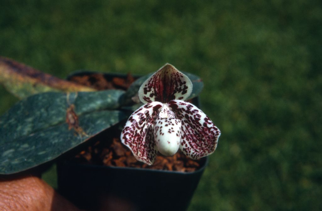 Paphiopedilum bellatulum, June 1972, roll 197206H4red slide 15.  Species described in 1892.