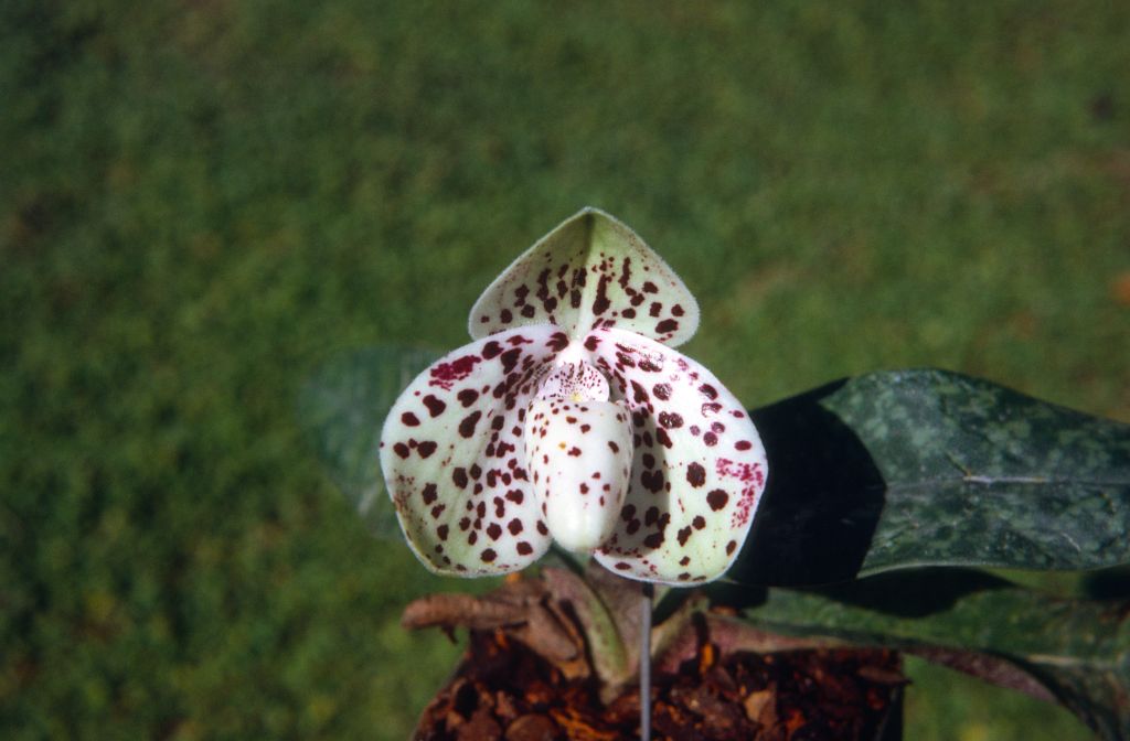 Paphiopedilum bellatulum, August 1972, roll 197208H1 slide 11.  Species described in 1892.
