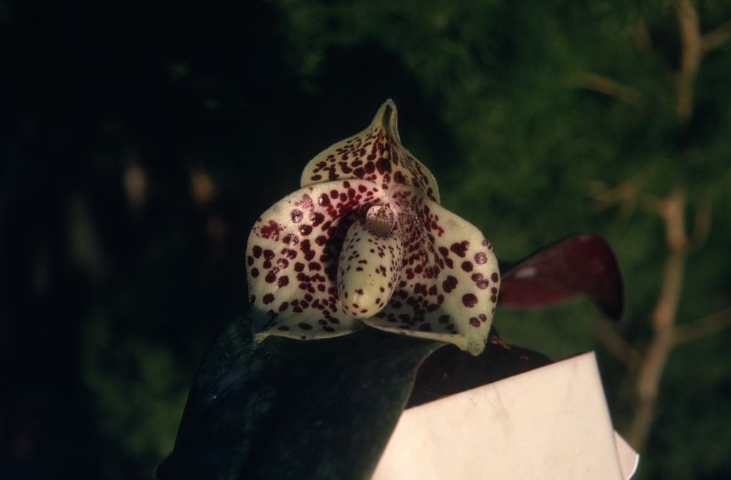 Paphiopedilum bellatulum 'Verde', January 1973, roll 197301 slide 18.  Species described in 1892.