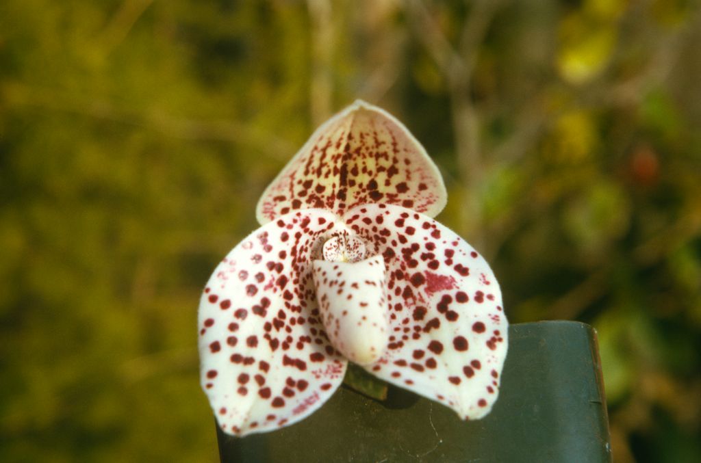 Paphiopedilum bellatulum, September 1973, roll 197309H2 slide 13.  Species described in 1892.