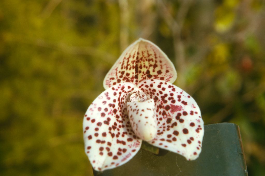 Paphiopedilum bellatulum, September 1973, roll 197309H2 slide 14.  Species described in 1892.