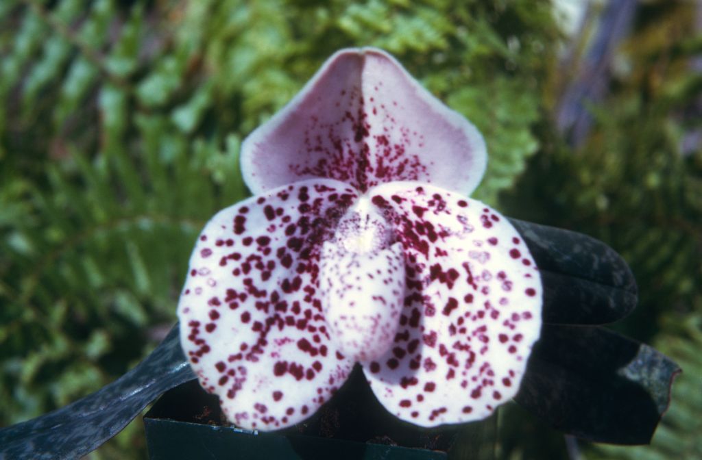 Paphiopedilum bellatulum 208, May 1974, roll 197405H7 slide 13.  Species described in 1892.