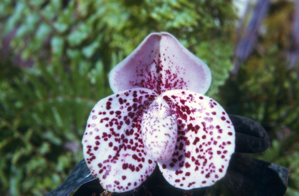 Paphiopedilum bellatulum 208, May 1974, roll 197405H7 slide 14.  Species described in 1892.