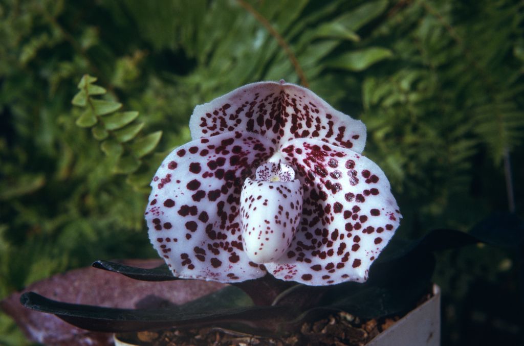 Paphiopedilum bellatulum 207, June 1974, roll 197406H12 slide 12.  Species described in 1892.
