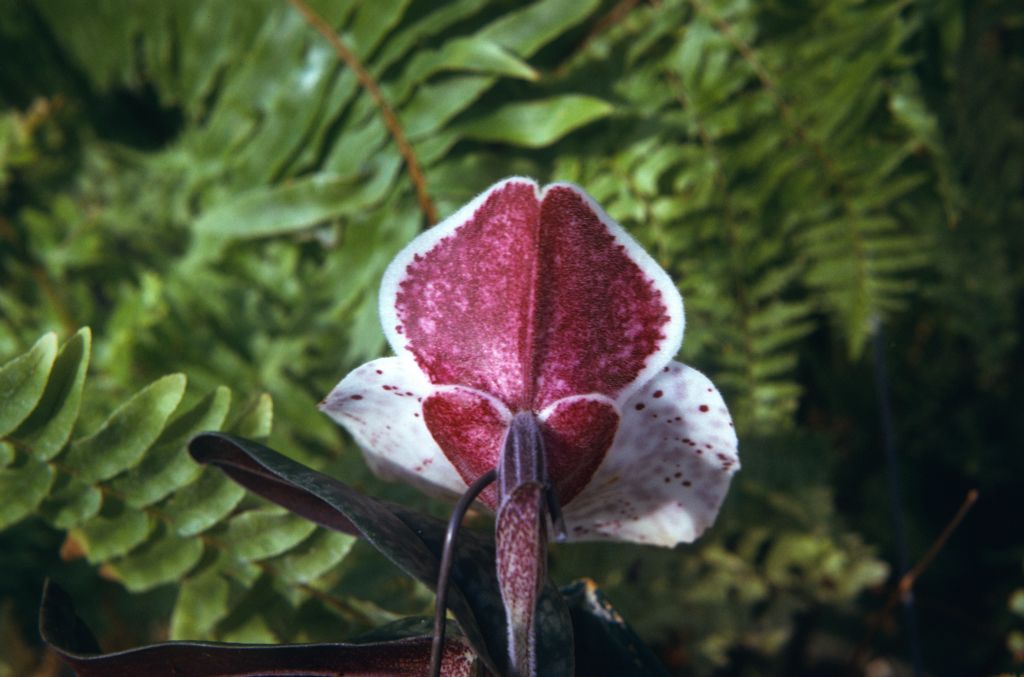 Paphiopedilum bellatulum 208, back of dorsal sepal, June 1974, roll 197406H12 slide 13.  Species described in 1892.