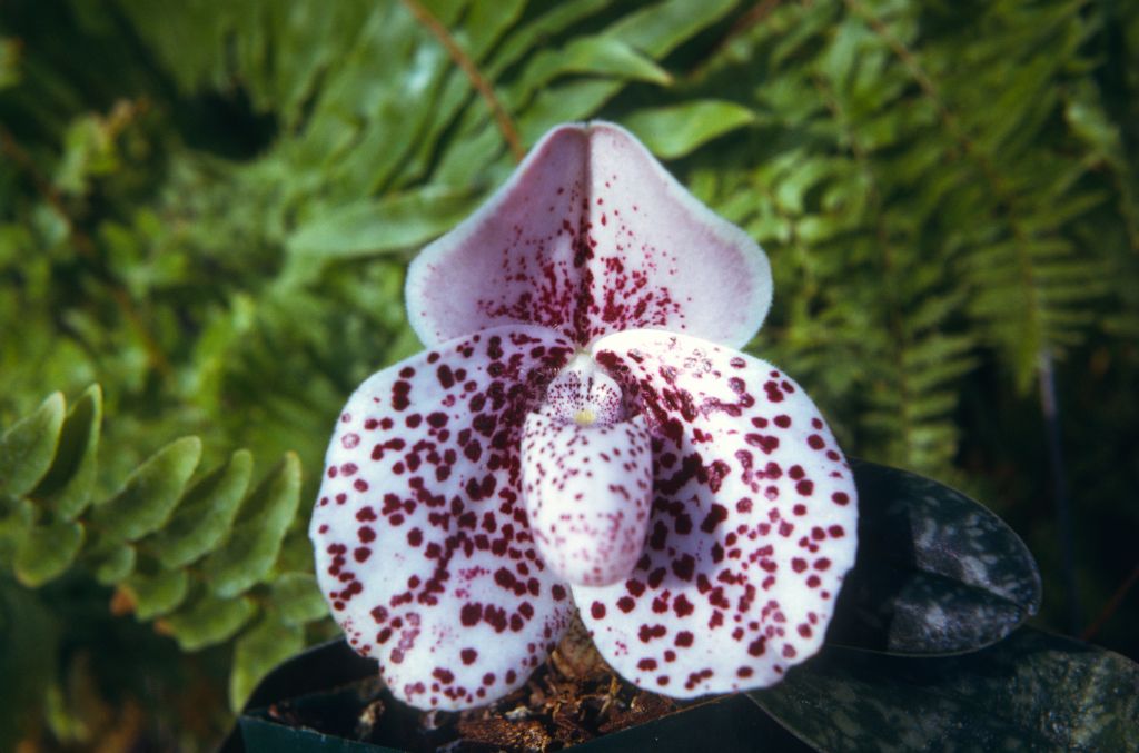 Paphiopedilum bellatulum 208, June 1974, roll 197406H12 slide 14.  Species described in 1892.