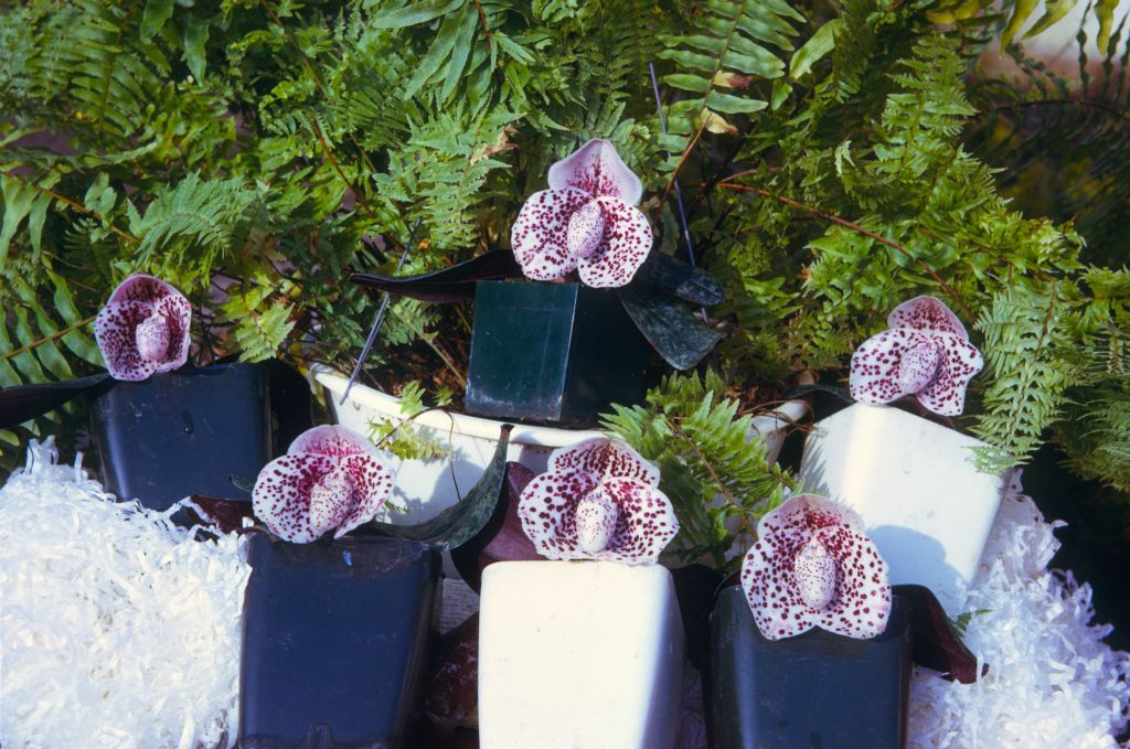 Paphiopedilum bellatulum group, June 1974, roll 197406H12 slide 1.  Species described in 1892.