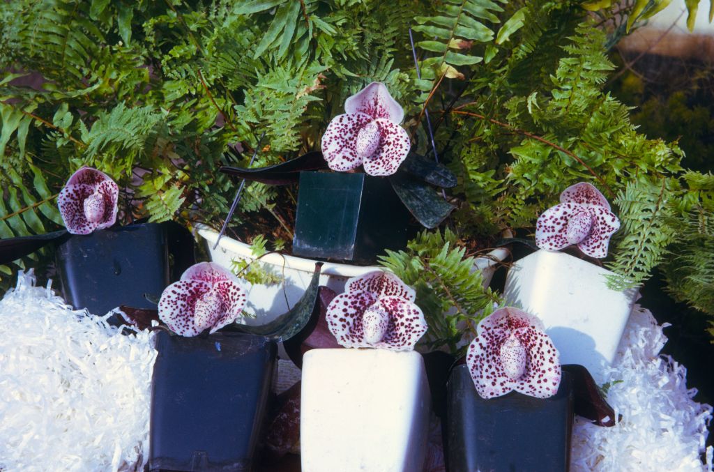 Paphiopedilum bellatulum group, June 1974, roll 197406H12 slide 2.  Species described in 1892.