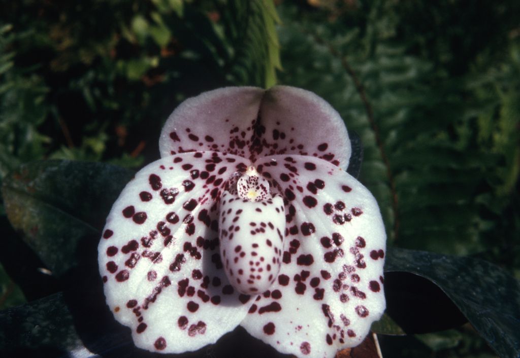Paphiopedilum bellatulum, November 1974, roll 197411H1 slide 13.  Species described in 1892.