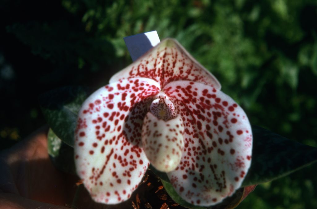 Paphiopedilum bellatulum 219, December 1974, roll 197412H12 slide 36.  Species described in 1892.