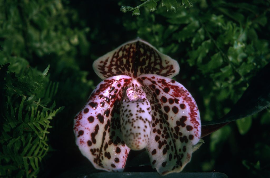 Paphiopedilum bellatulum 217, December 1974, roll 197412H12 slide 5.  Species described in 1892.